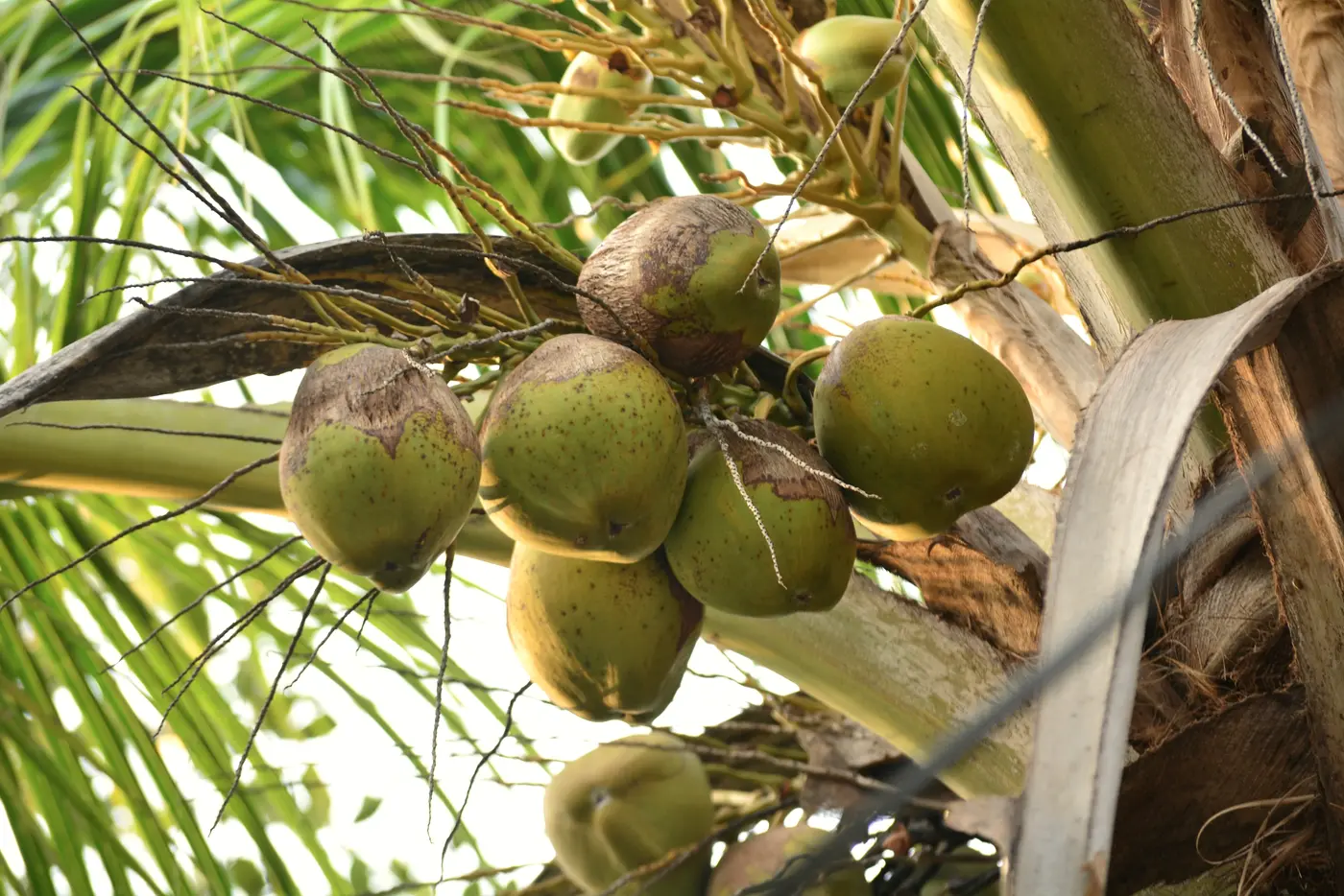 Green coconuts ripening high in a palm