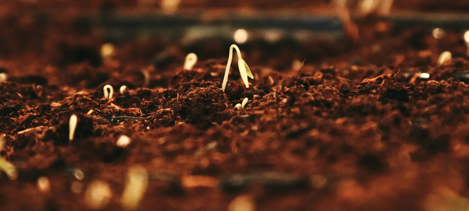 Seedlings sprouting from loose, reddish-brown coir substrate