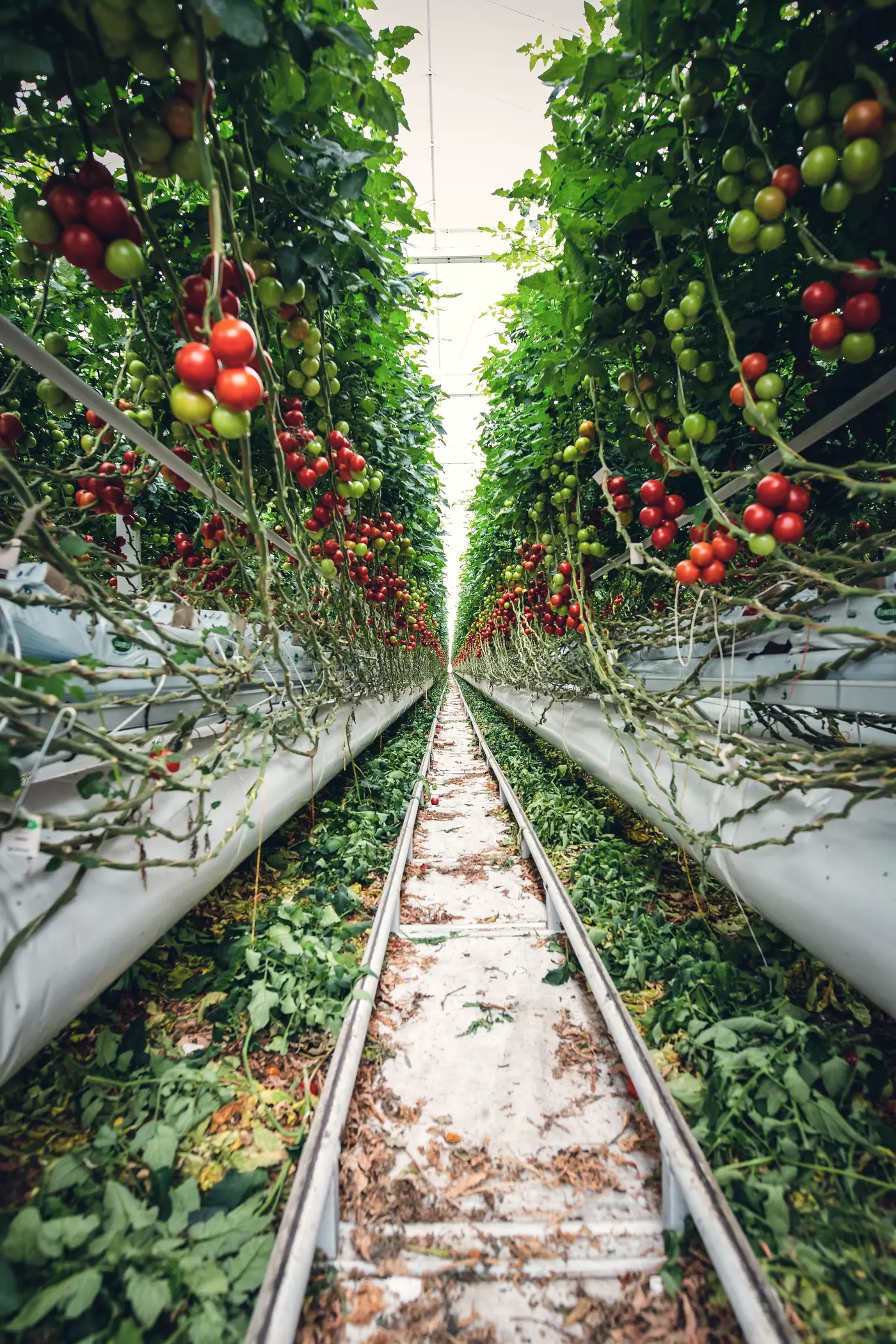 Tomato vines growing above substrate slabs in a large glasshouse