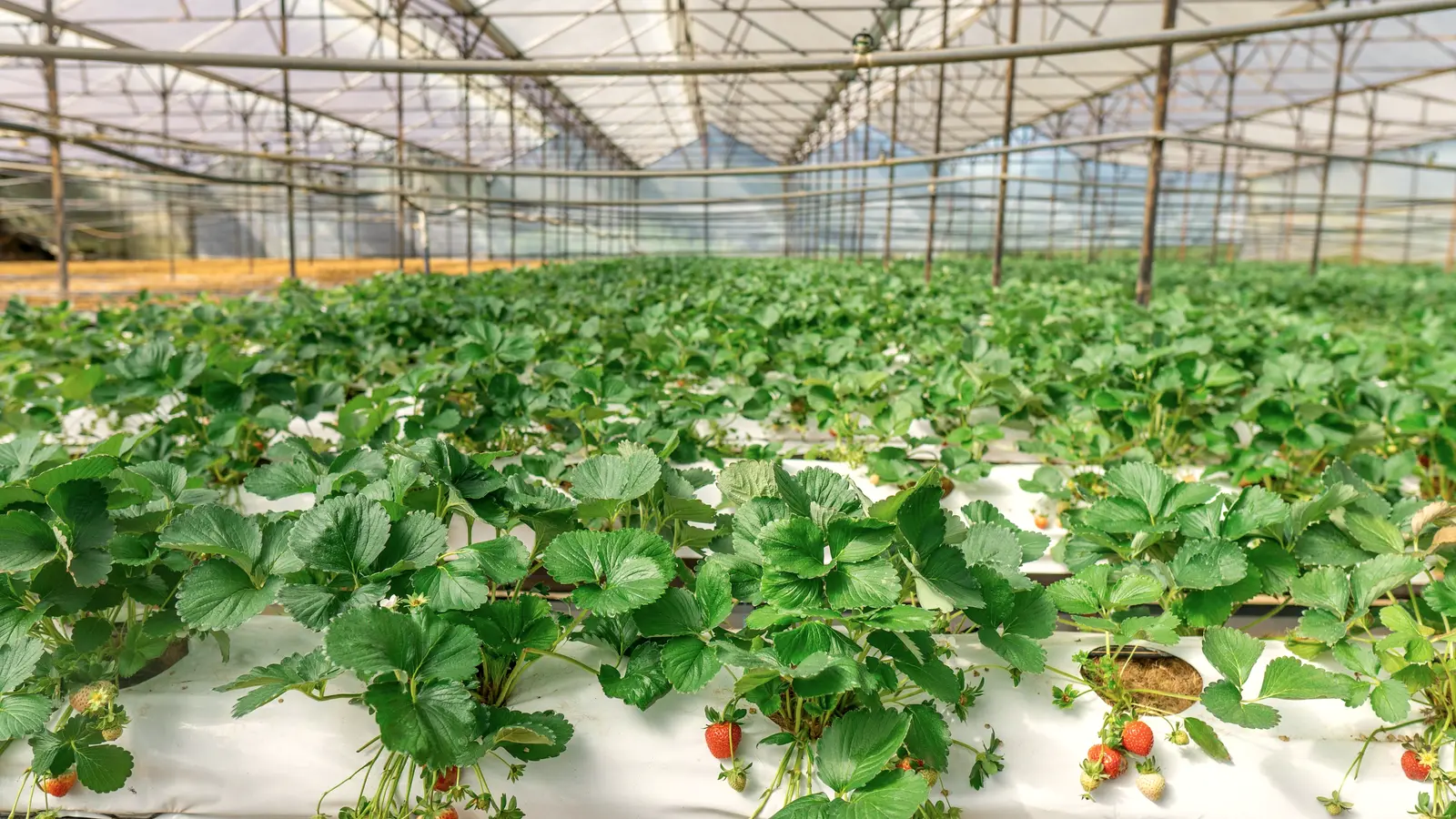 Rows of strawberry plants growing in a large greenhouse