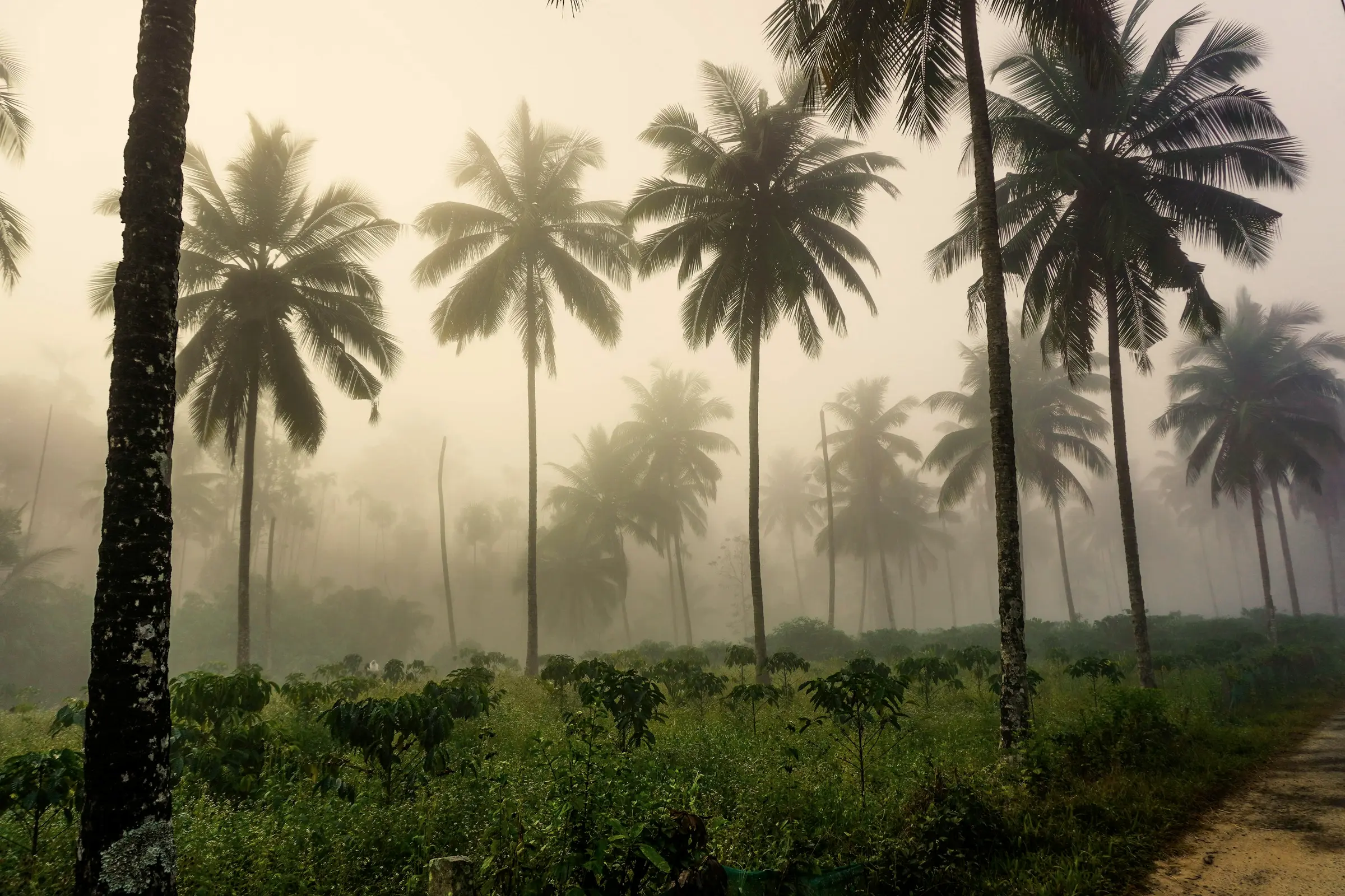 Coconut palms rising out of morning mist in South India