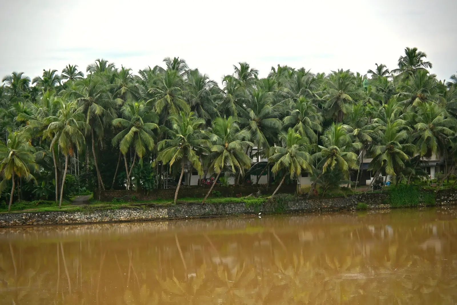 Coconut grove beside a pond in South India